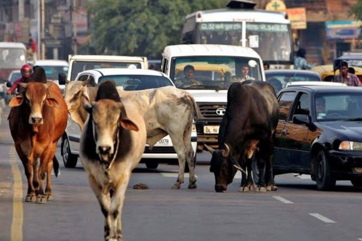 स्मार्ट सिटी में आवारा पशुओं से बढ़ रहे हादसे, 12 साल बाद भी नगर निगम नहीं बना सका स्थायी व्यवस्था