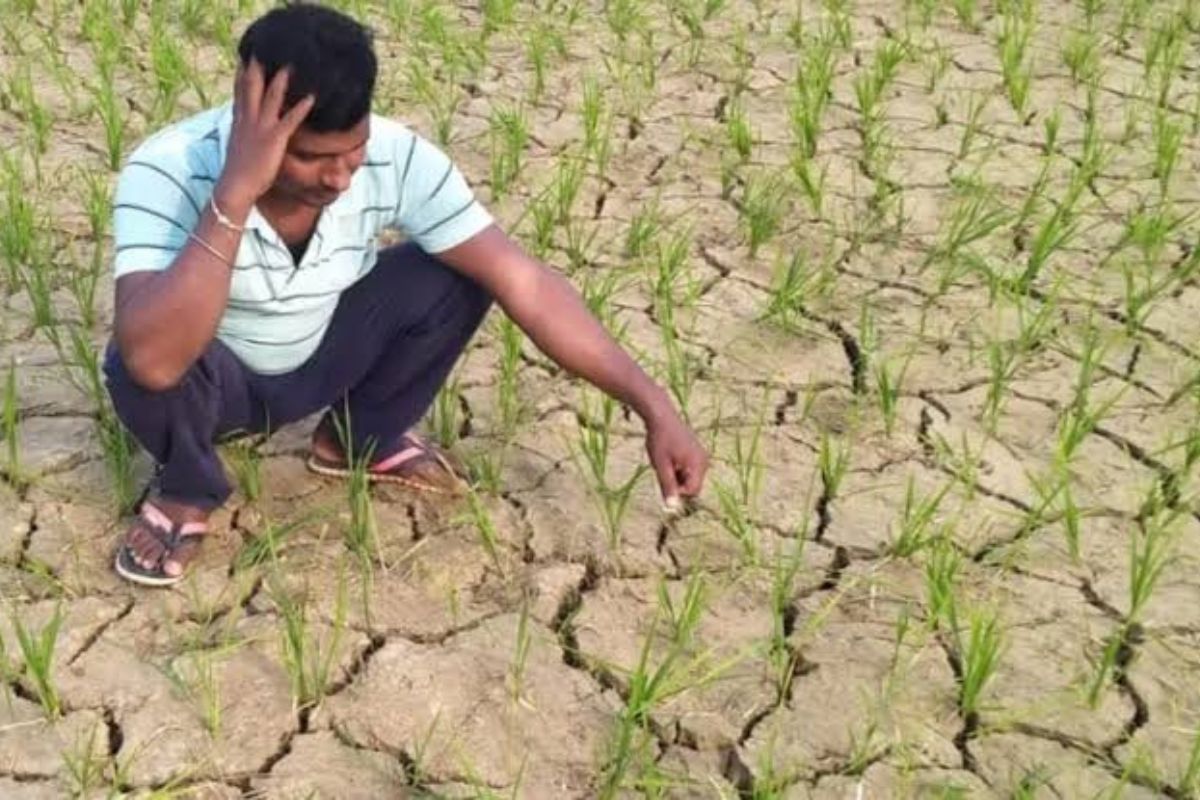 भागलपुर में मानसून की बेरुखी से धान की खेती पर संकट, किसानों को कृषि वैज्ञानिकों की बड़ी सलाह