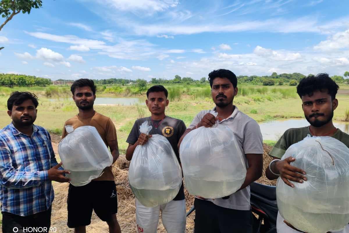 Madhubani Fish Farming: वैज्ञानिक तकनीक से मत्स्य पालन को बढ़ावा, जयंती रोहू और अमृत कतला से बढ़ेगी किसानों की आय