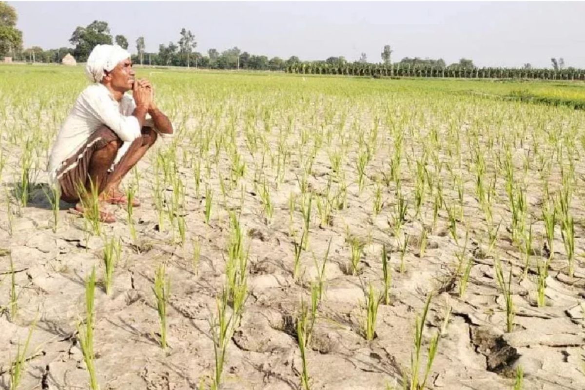 सूखे की चपेट में शेखपुरा, जून में 70 प्रतिशत कम वर्षा से किसान परेशान, अब तक सामान्य से 116.2 मिमी कम हुई बारिश