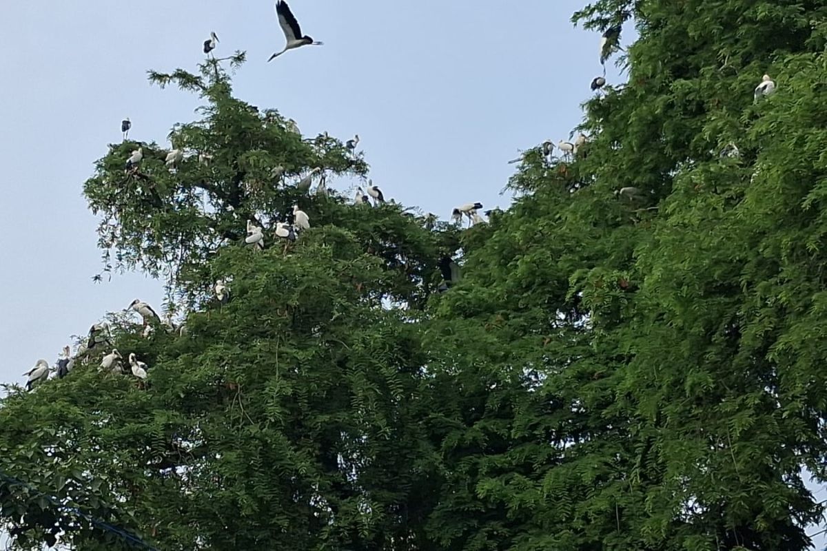 हजारों किलोमीटर का सफर तय कर नवादा पहुंचे साइबेरियन पक्षी, तालाब और जलाशयों में बढ़ी रौनक