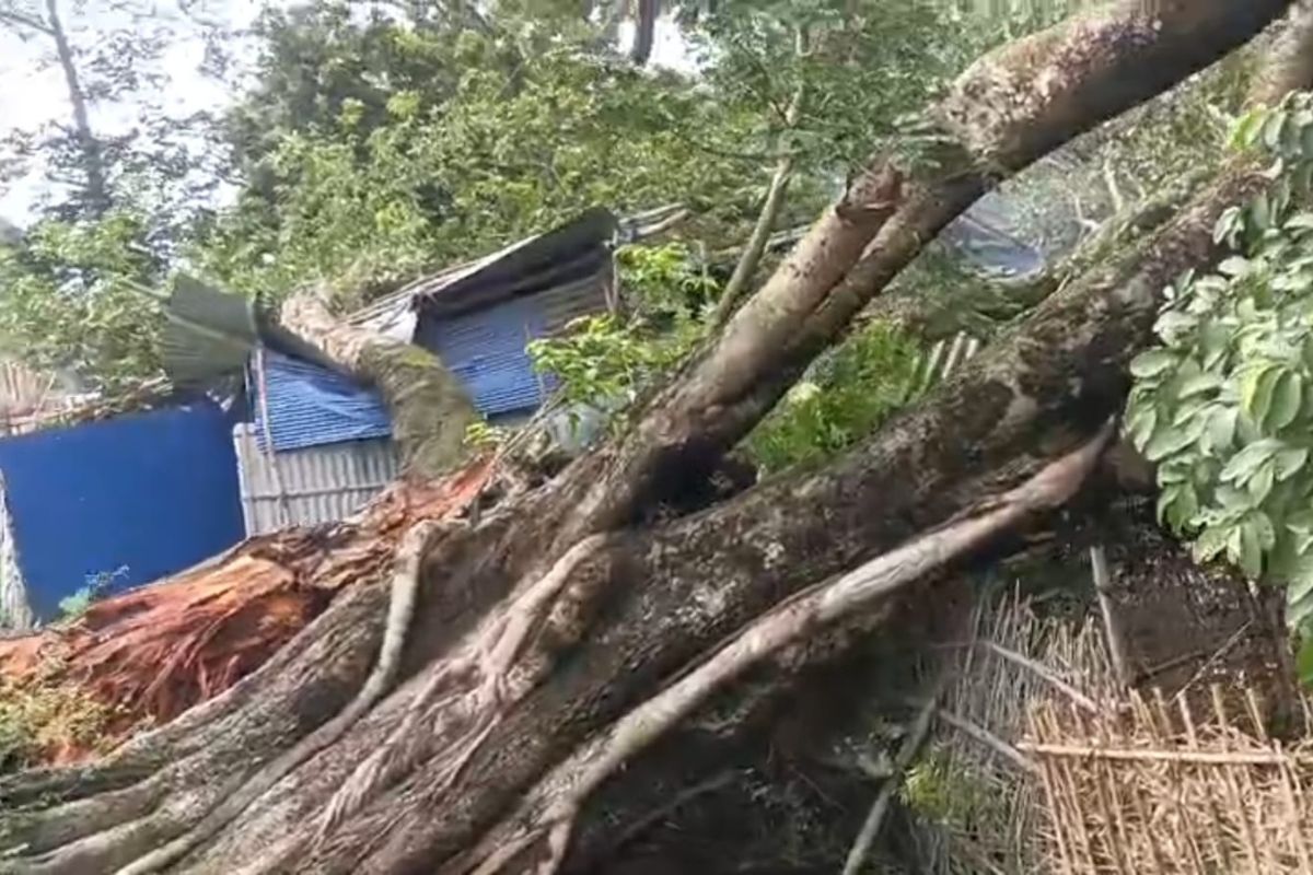 Hundred Year Old Tree Fall