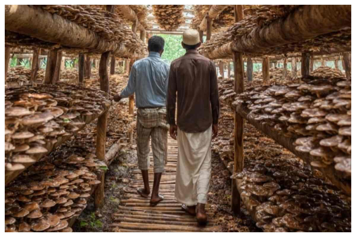 bihar-mushroom-farming-rpcau-pusa-women-self-employment bihar-mushroom-farming-rpcau-pusa-women-self-employment