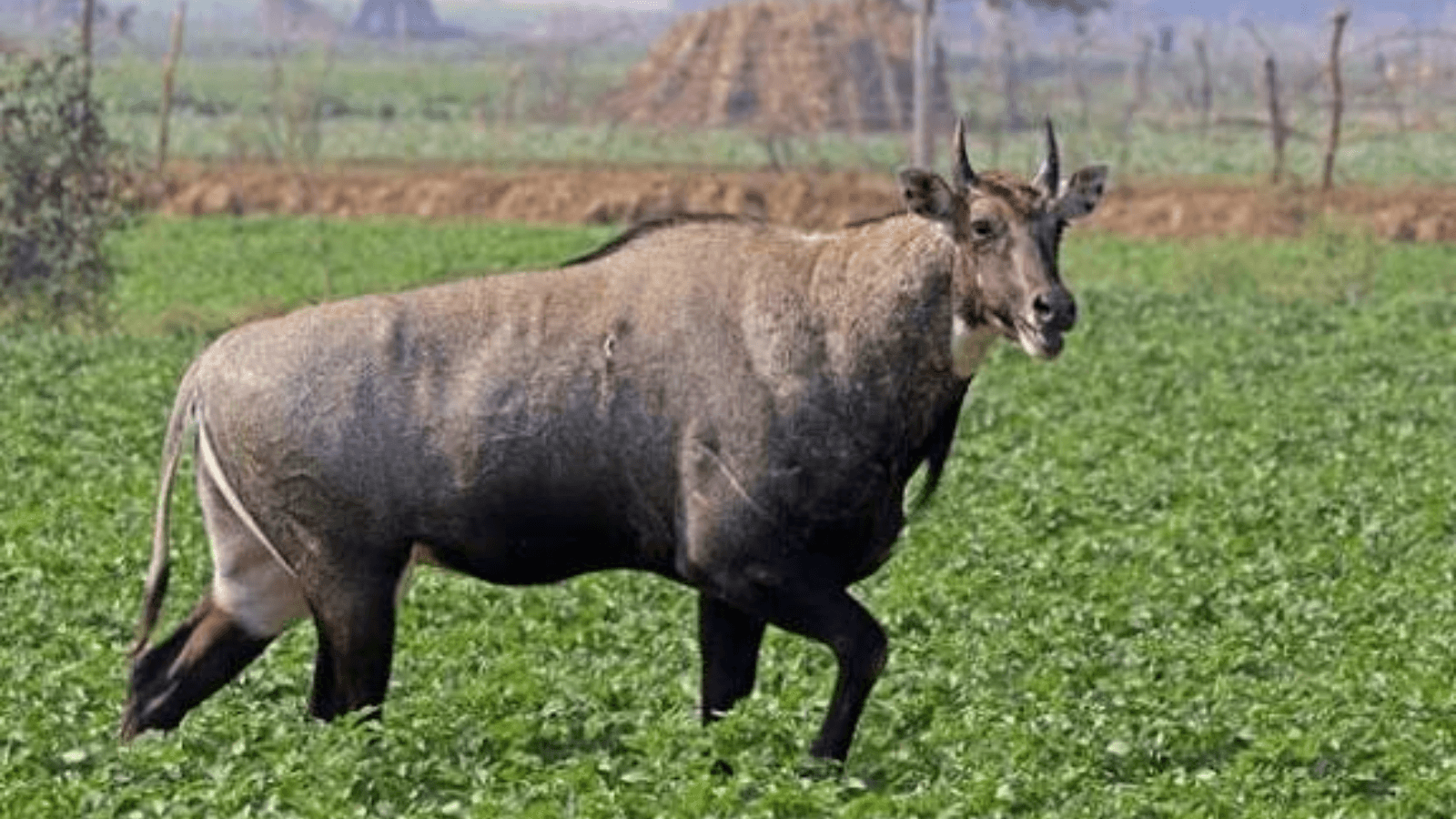 कैमूर वन्यजीव अभयारण्य