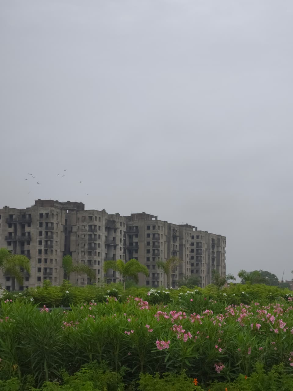 हरियाली के बीच खिले गुलाबी फूलों की खूबसूरती
