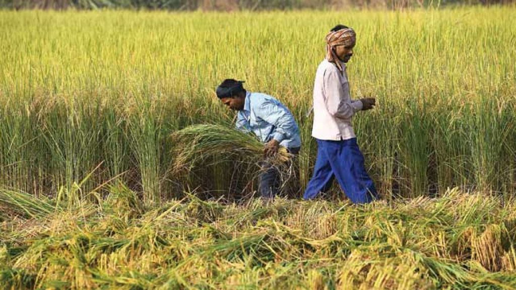 Pm Kisan Yojana : इस साल 18वीं किस्त मिलने से पहले इन बातों का रखें ध्यान 3 616920 Farmers Afp 101417 1