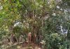 Bargad Tree 1