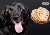 Benefits Of Feeding Bread To A Black Dog Benefits Of Feeding Bread To A Black Dog