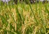 Dhan Ka Bumper Utpadan Farmers Worried Paddy Crop Cultivation Cost