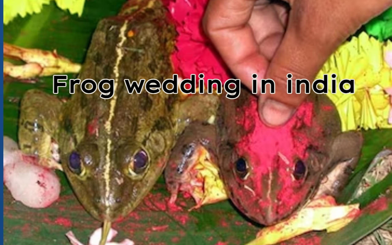 Frog wedding in india