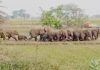 Herd Of Elephants Latehar