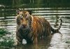 International Tiger Day 2021 Theme History Significance Interesting Facts