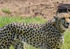 Kuno National Park Cheetah 1