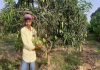 Mango Plantation Ghatshila