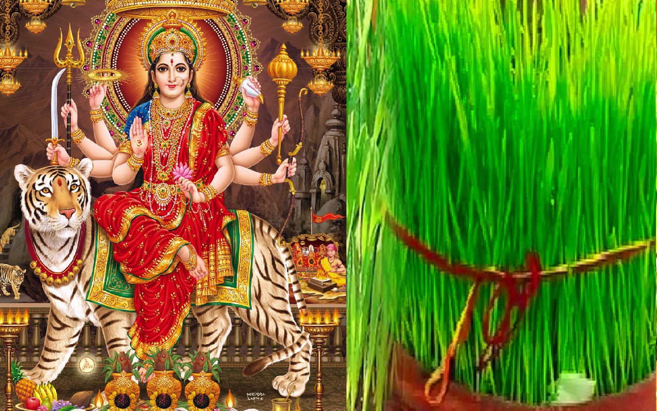 नवरात्रि के जवारे की वृद्धि, रंग देते हैं आनेवाले समय के शुभ-अशुभ संकेत,  जानें