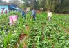 Organic Farming Gumla