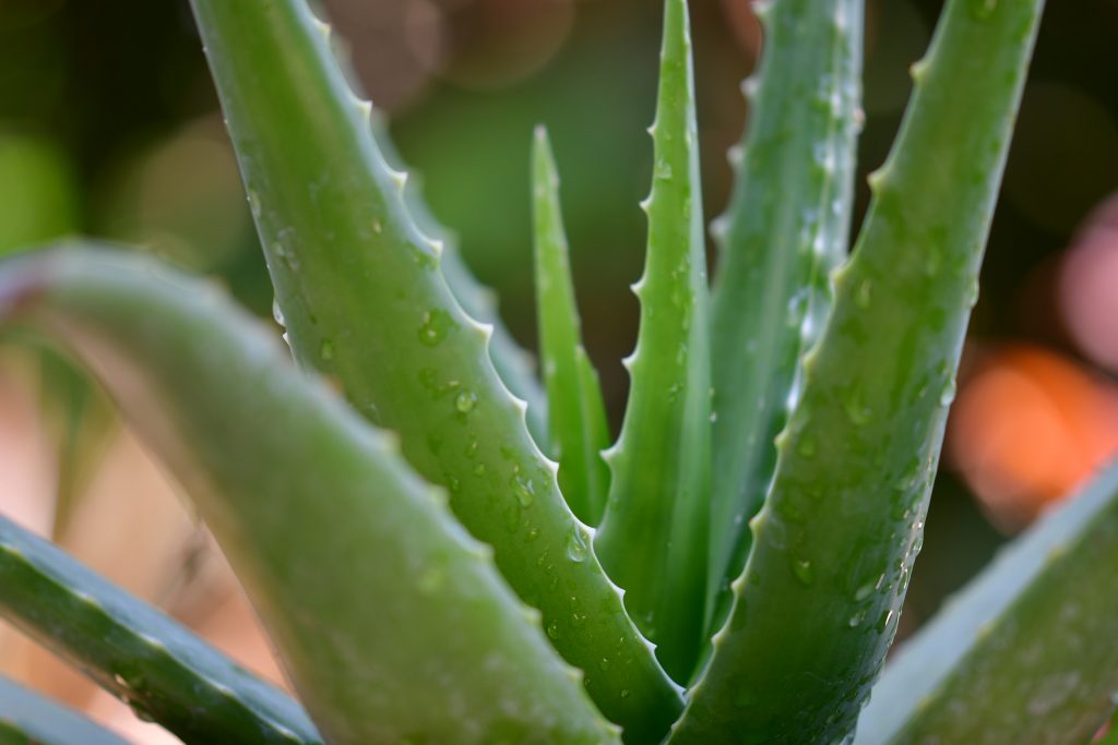 Side Effects Of Aloe Vera Health News