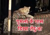 Jharkhand Gumla Leopard Netarhat Sirsa More