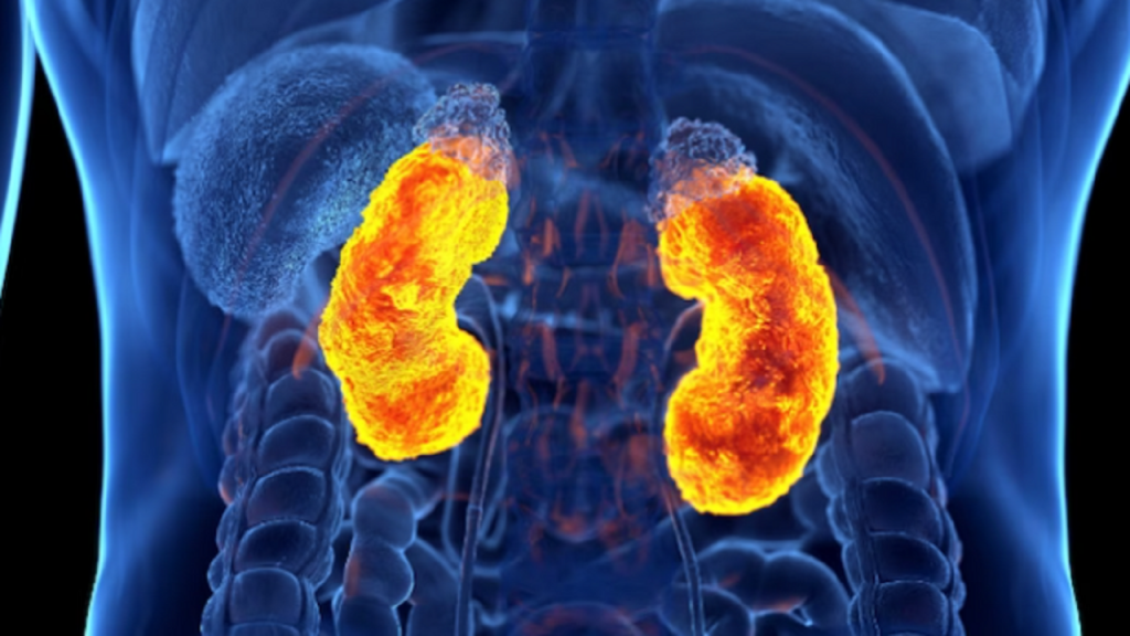 World Kidney Day 2024: किडनी के मरीजों को भूलकर भी नहीं खाना चाहिए ये 5 चीजें, वरना बढ़ जाएगी दिक्कत 5 Kidney 1