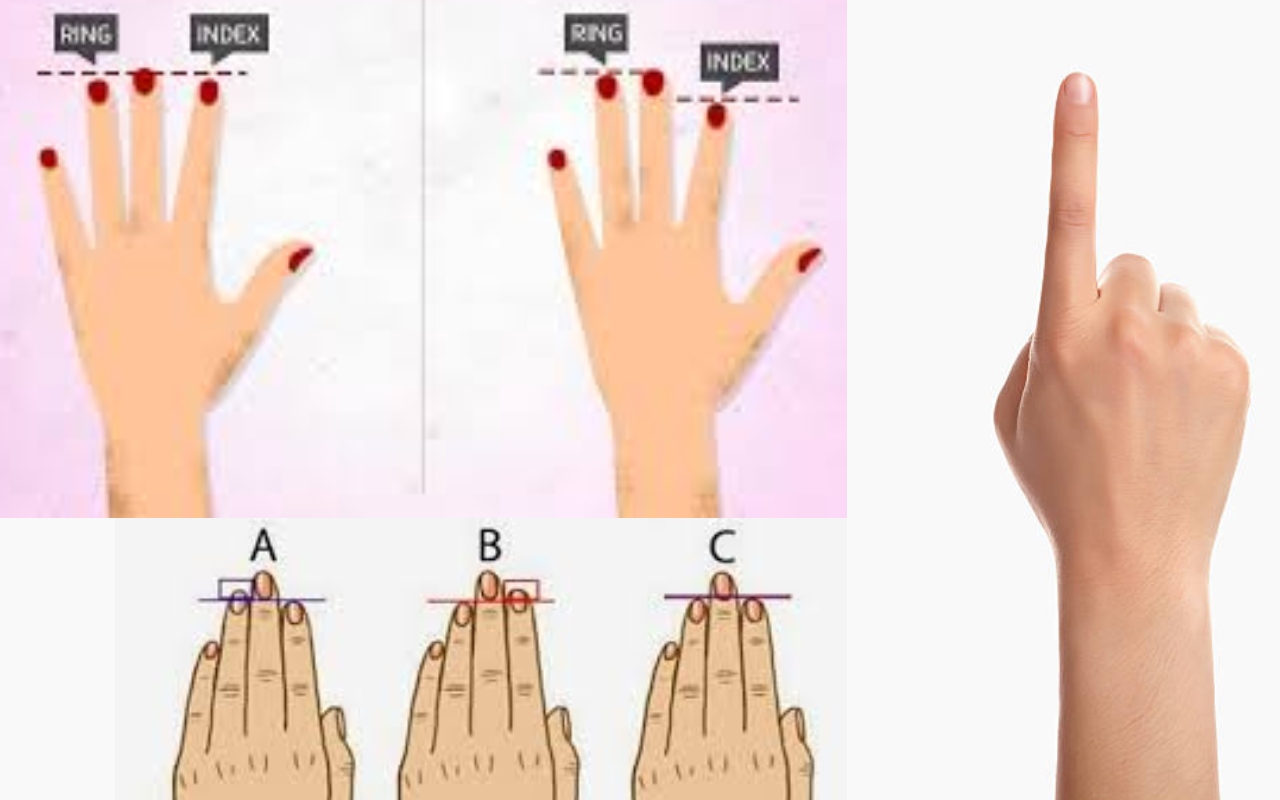 Measurement landmarks of index and ring fingers. IF, index finger; RF,... |  Download Scientific Diagram