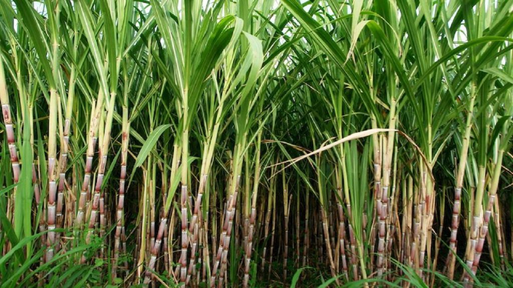 Chhath Puja Fruits: छठ पूजा में रखें जाते ये 5 फल, आप भी जानिए 1 Chhath Puja: Sugarcane