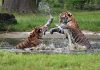 Tigers In Keval Wildlife Sanctuary