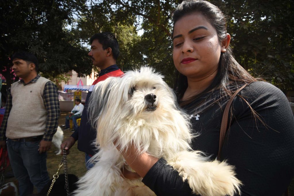 Dog and Cat show 4