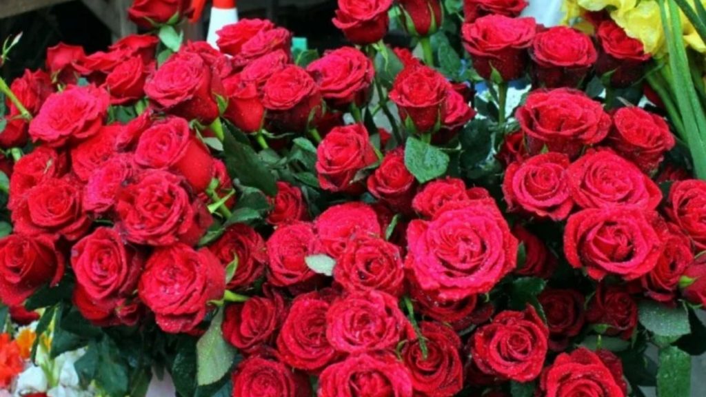 Winter Care For Rose: इस तरह से करें घर पर गुलाबों की देखभाल, नहीं बिखरेगी पंखुड़ियां 1 Huge Sale Of Roses On Rose Day In Bihar