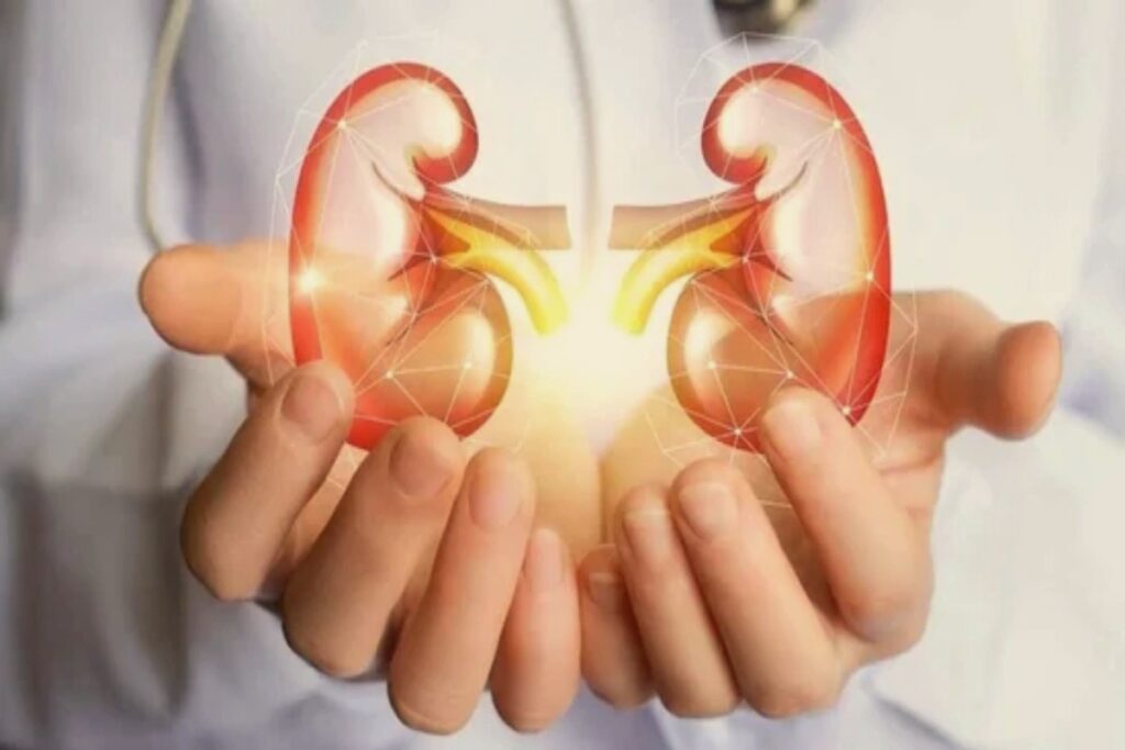 Kidney