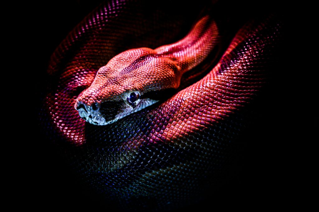 Bizarre: जहरीले सांपों की कैसे करें पहचान? ये है आसान तरीका 1 Snake 1 2