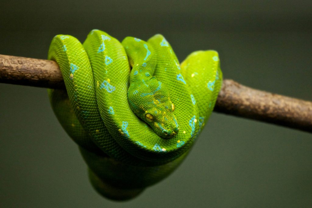 Bizarre: जहरीले सांपों की कैसे करें पहचान? ये है आसान तरीका 5 Snake 2 1