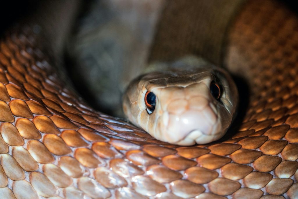 Bizarre: जहरीले सांपों की कैसे करें पहचान? ये है आसान तरीका 6 Snake 3