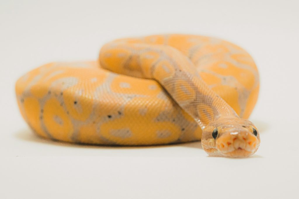 Bizarre: जहरीले सांपों की कैसे करें पहचान? ये है आसान तरीका 7 Snake 4