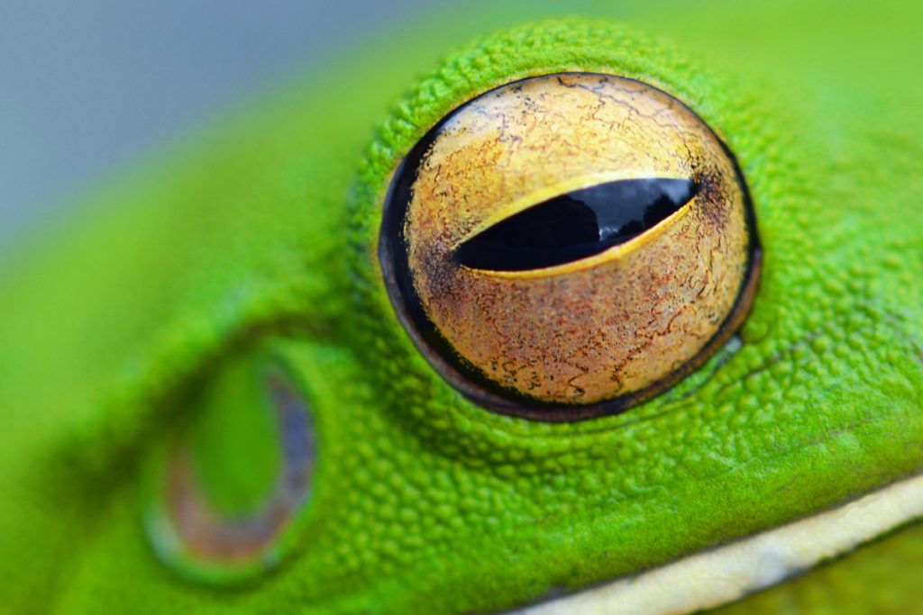 Bizarre: जहरीले सांपों की कैसे करें पहचान? ये है आसान तरीका 2 Snake Eyes