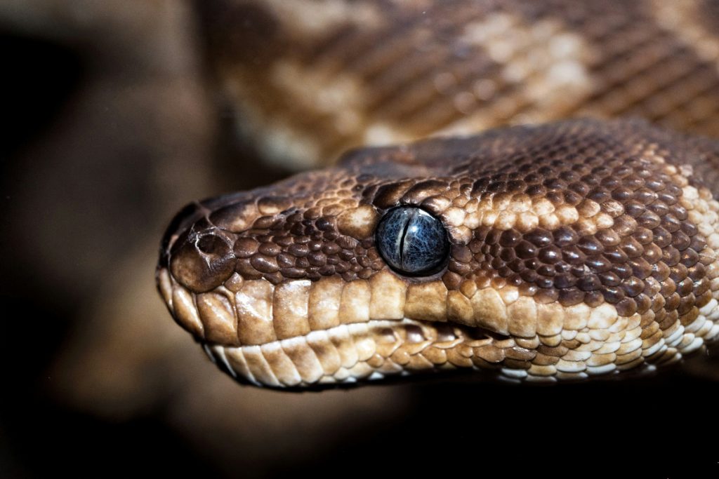 Bizarre: जहरीले सांपों की कैसे करें पहचान? ये है आसान तरीका 3 Snake Head