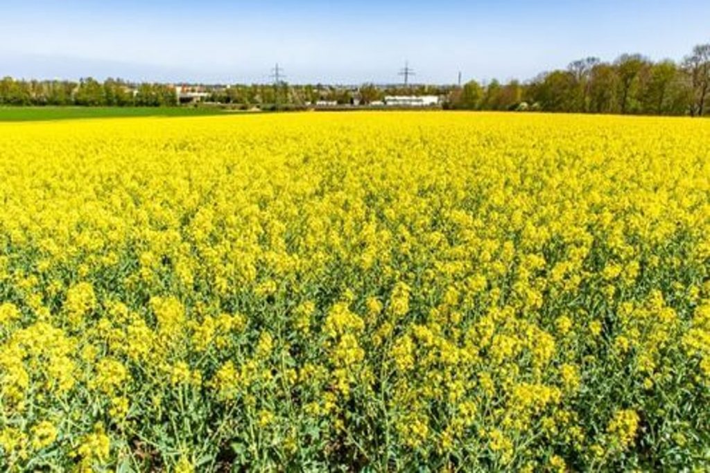 Places To Visit In Spring: बसंत के मौसम में घूमने के लिए बेस्ट हैं भारत की ये जगहें, खूबसूरती देख आप भी हो जाएंगे मंत्रमुग्ध 5 पंजाब 1