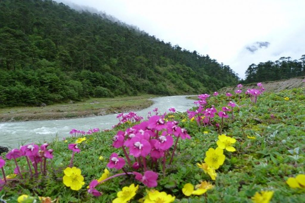 Places To Visit In Spring: बसंत के मौसम में घूमने के लिए बेस्ट हैं भारत की ये जगहें, खूबसूरती देख आप भी हो जाएंगे मंत्रमुग्ध 8 युमथांग घाटी 1