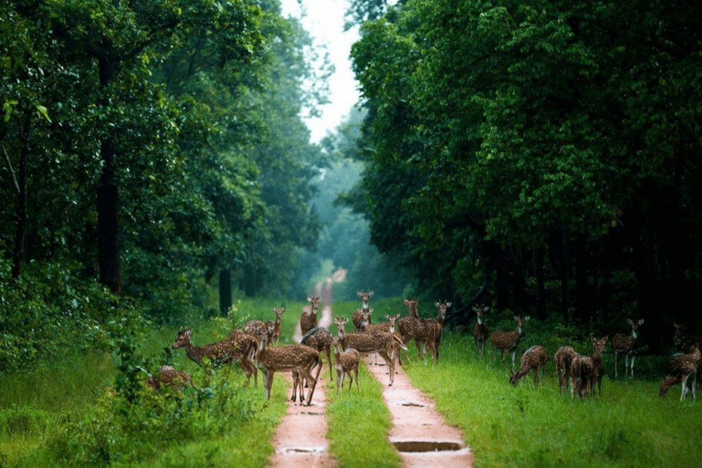 Barnawapara Wildlife Sanctuary 1