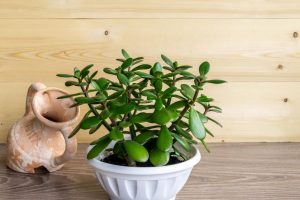 Jade Plant Care