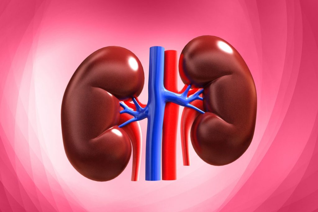 Kidney