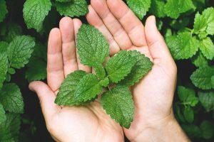 Mint Leaves Benefits