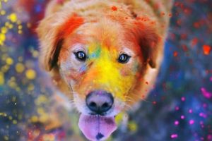 Pets Care In Holi