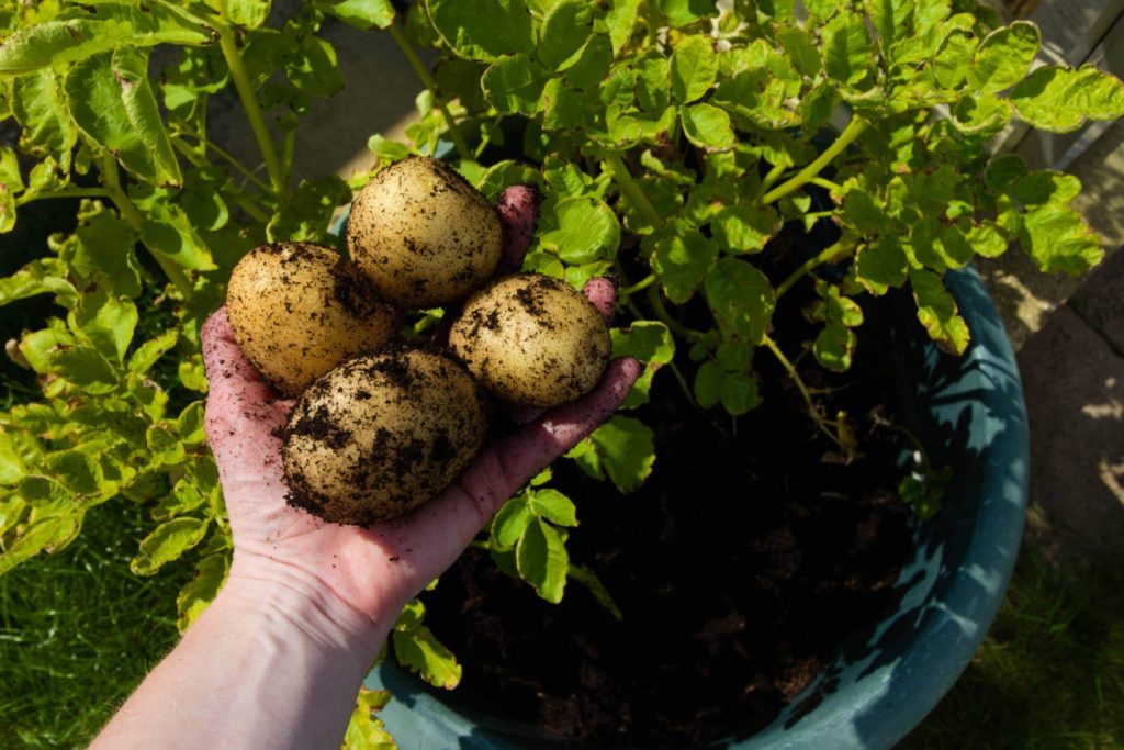Kitchen Tips For Vegetable: कहीं आप भी तो नहीं रखती इन सब्जियों को फ्रिज के अंदर? 2 Potato