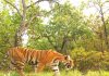 Valmiki Tiger Reserve