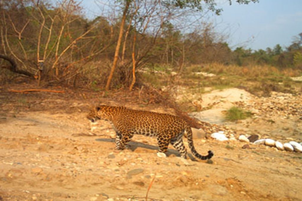 Valmiki Tiger Reserve Bihar 2 1
