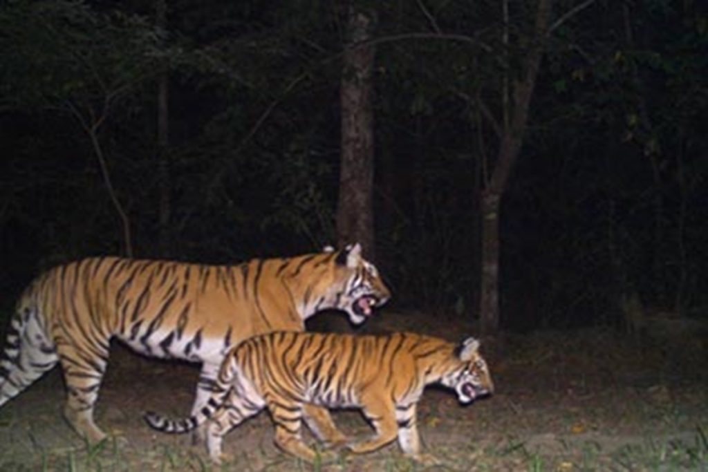 Valmiki Tiger Reserve Bihar1