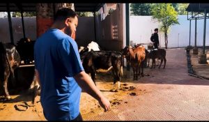 तेजस्वी यादव गायों के साथ गौ शाला में