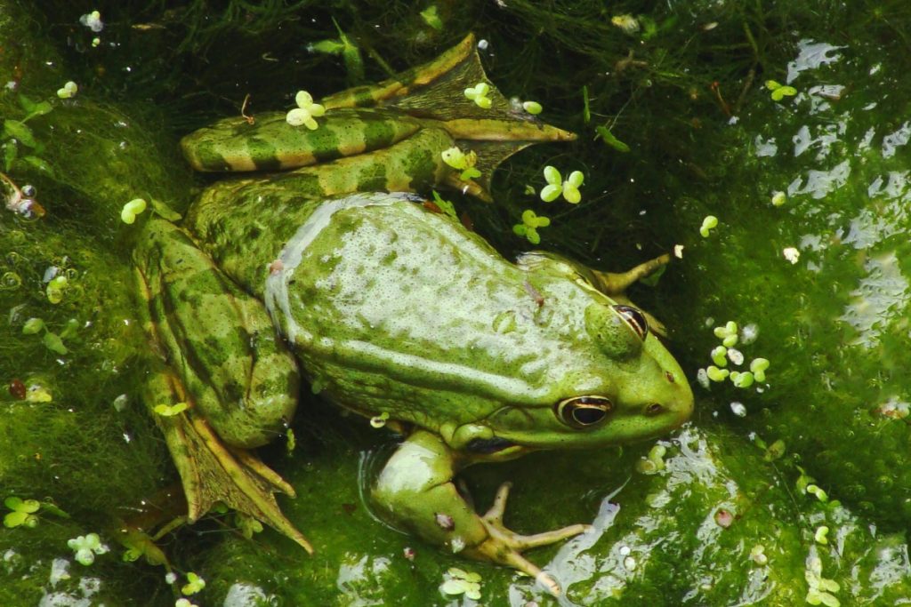 Frog 1