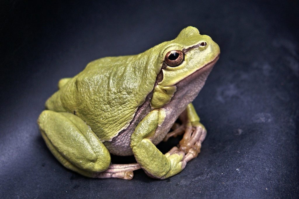 Bizarre: ऐसे समुद्री जीव जिन्हें लोग खाते हैं जिन्दा, जानिए 1 Frog