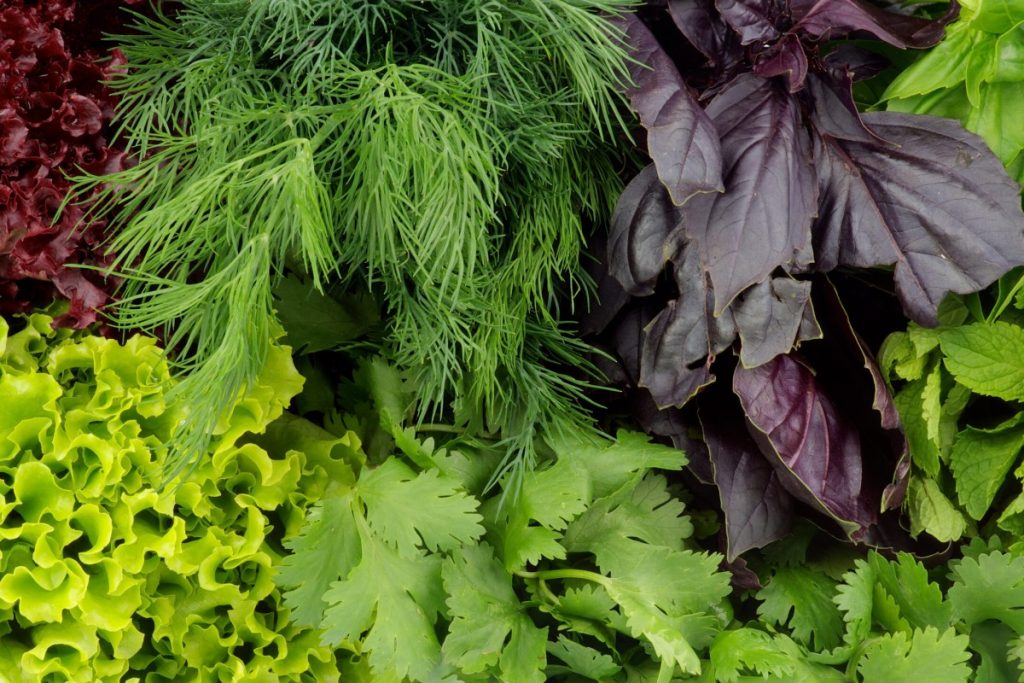 Superfoods For Women Health: महिलाओं को अपने डाइट में जरूर शामिल करना चाहिए ये सुपरफूड 5 Green Vegetables 1
